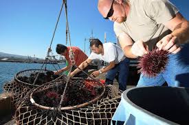 pescatori di ricci