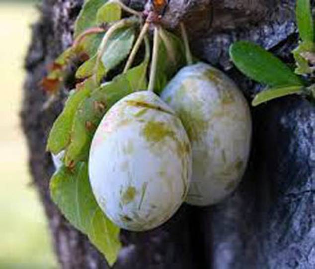 PRUNA DI FRATI