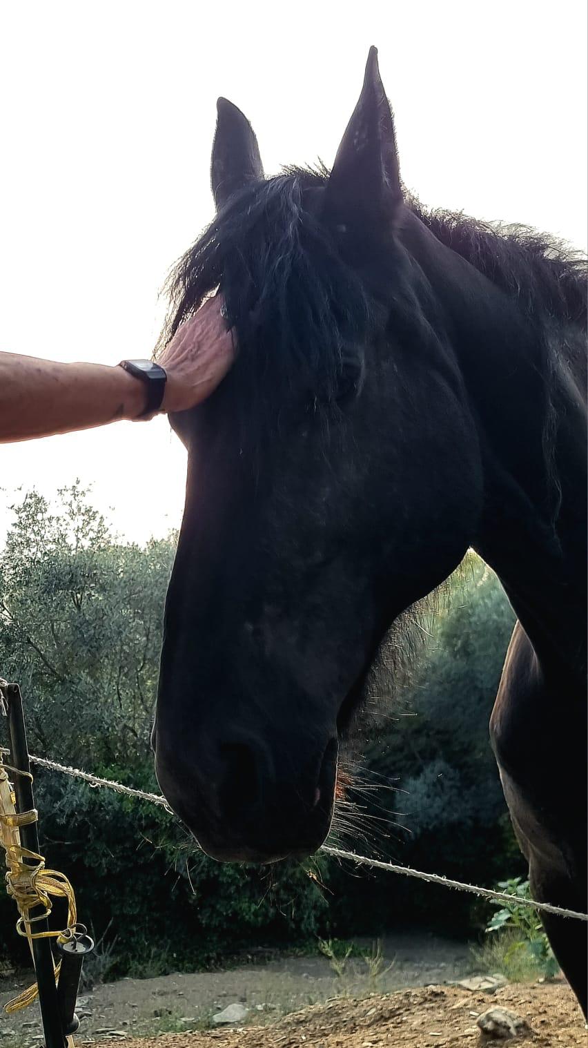 ZINGARO IL CAVALLODEL LIBRO