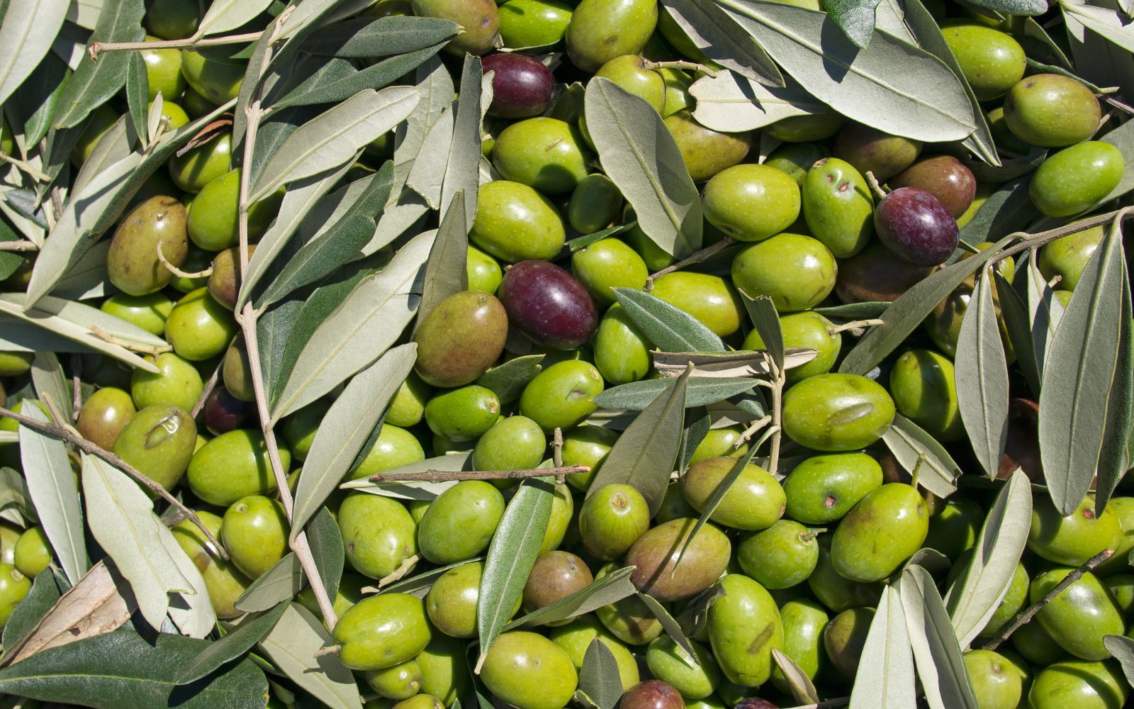 flos olei 24 2