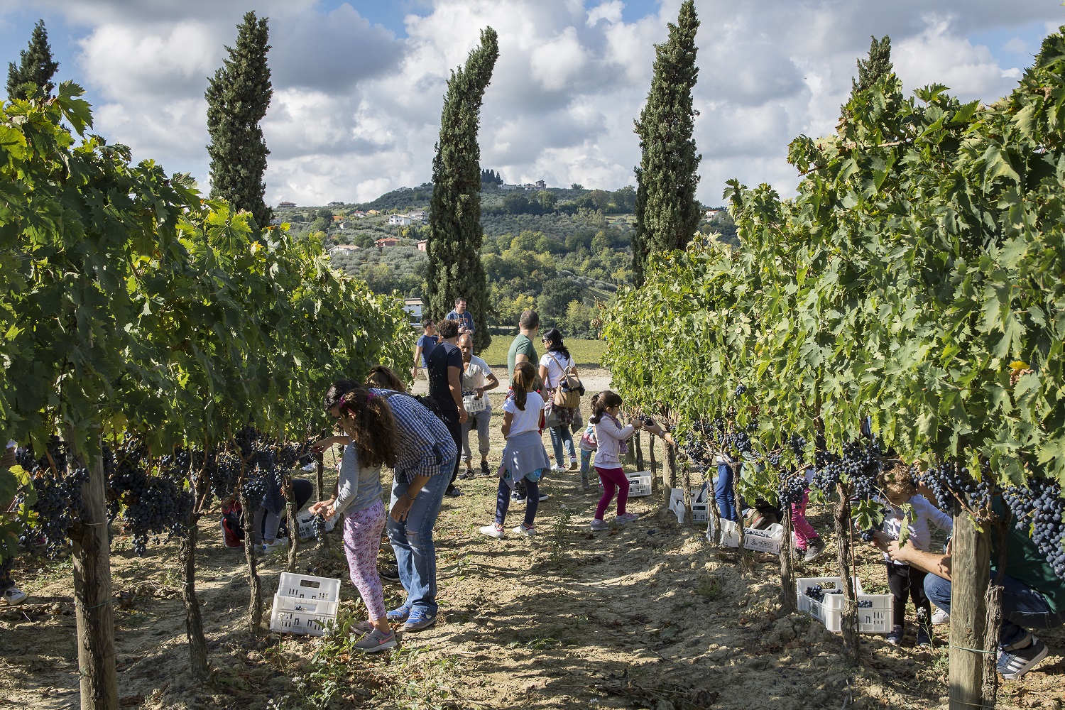 Movimento Italiano del Vino vigneti aperti 26
