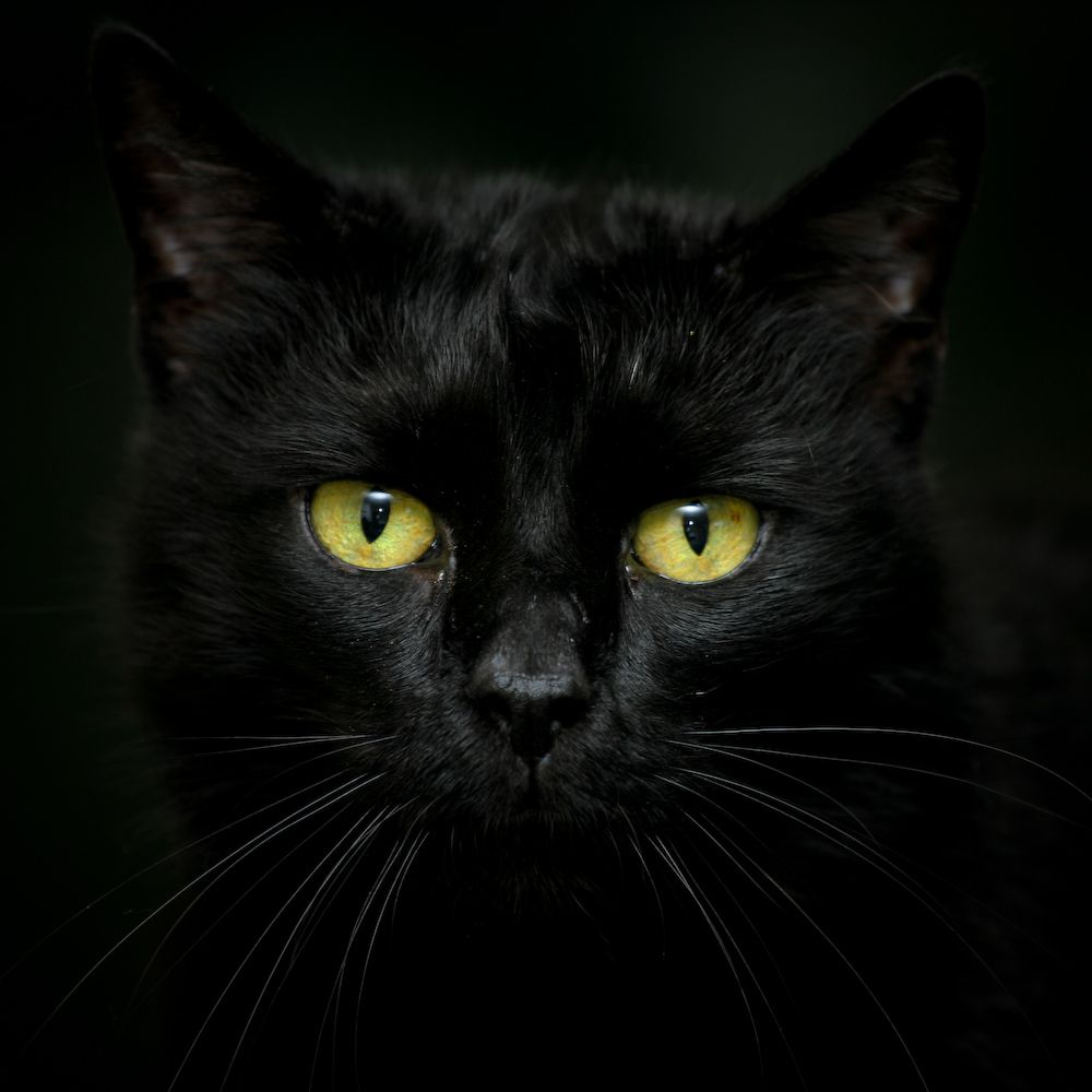 gatto nero
