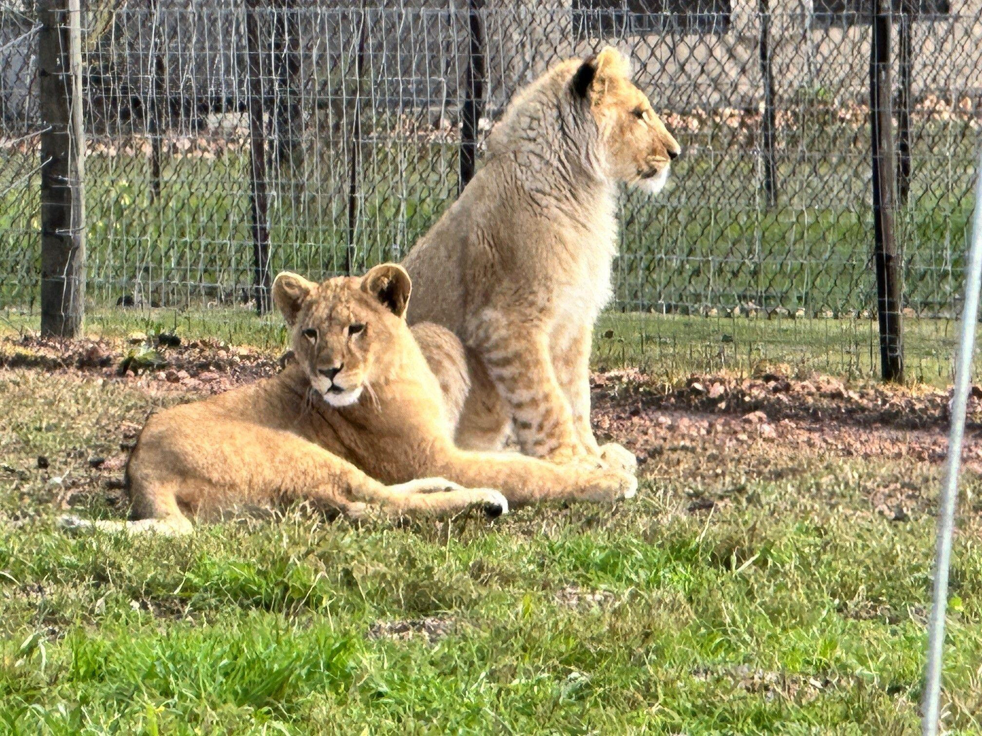 leoni